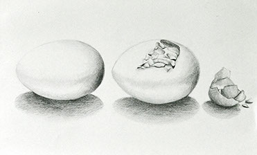 Studijní kresba vejce